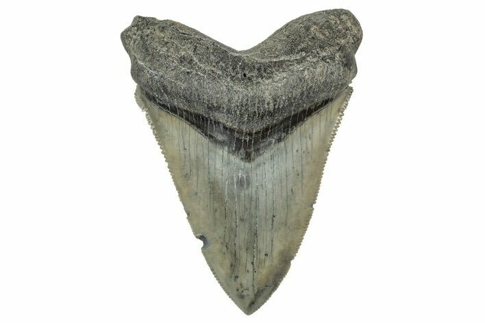 Serrated, Fossil Megalodon Tooth - South Carolina #327568